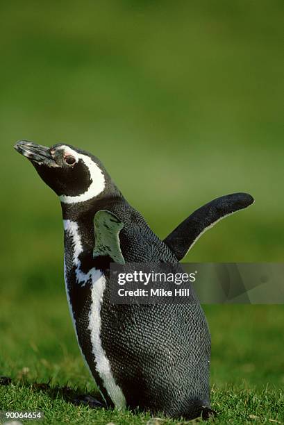 megallanic penguin: spheniscus megallanicus  carcass is. fal kland is. - carcass island stock pictures, royalty-free photos & images