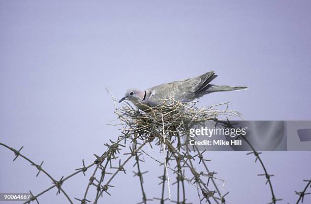 collared dove: streptopelia decaocto  nest on fence  bahrain - columbiformes stock-fotos und bilder