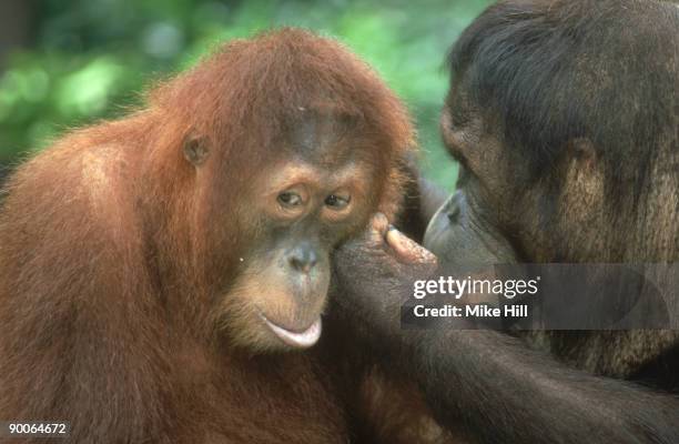 orangutan: pongo pygmaeus, grooming, singapore zoo. - sad monkey stock pictures, royalty-free photos & images