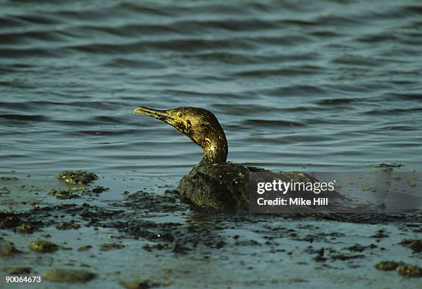 oiled cormorant, phalacrocorax nigrogularis, bahrain, arabian gulf - wildunfall stock-fotos und bilder