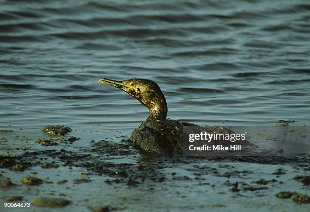 oiled cormorant, phalacrocorax nigrogularis, bahrain, arabian gulf - ugly bird stock pictures, royalty-free photos & images