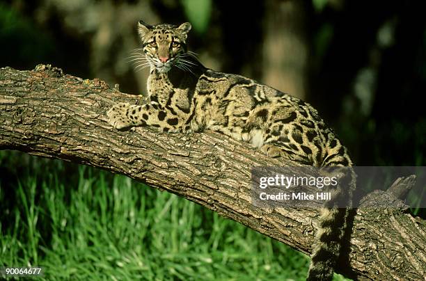 clouded leopard, neofelis nebulosa, in tree. - neofelis nebulosa stock pictures, royalty-free photos & images