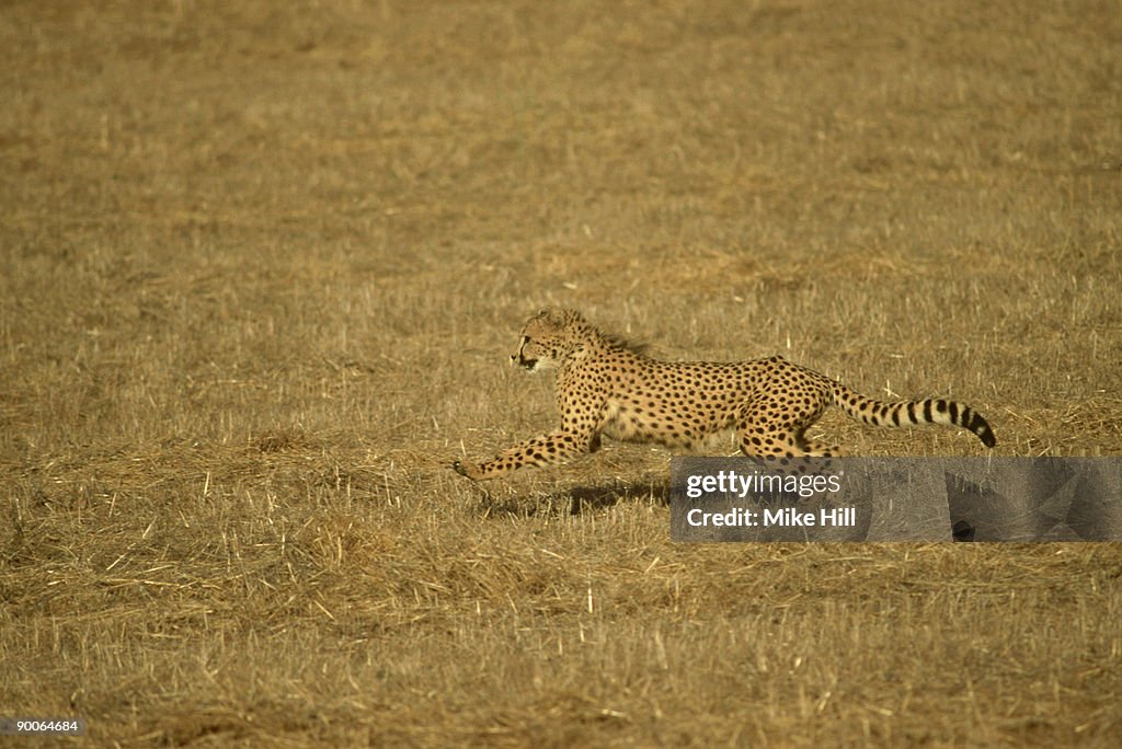 Cheetah: acinoyx jubatus running