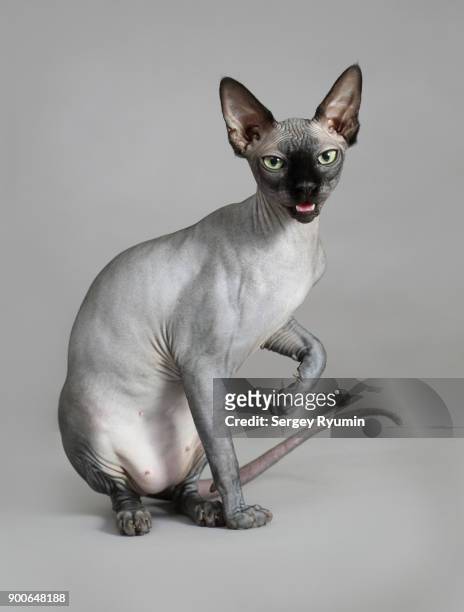 sphynx cat on gray background. - sans poils photos et images de collection