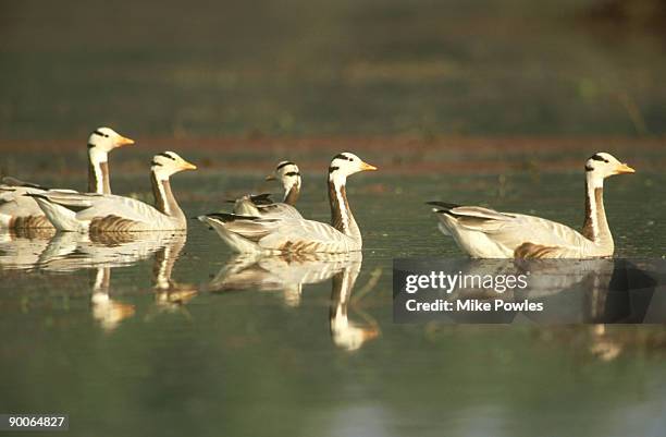 bar-headed goose, anser indicus, flock swimming, bharatpur, india - anser indicus stock pictures, royalty-free photos & images