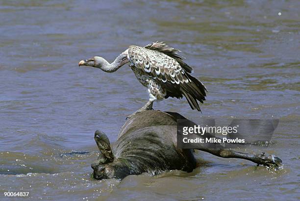 ruppell's griffon vulture, gyps r.ruppelli, on wildebeest, kenya - ruppells griffon vulture stockfoto's en -beelden