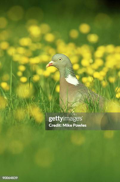 woodpigeon, columba palumbus, in field of buttercups,gloucestershire - columbiformes stock pictures, royalty-free photos & images