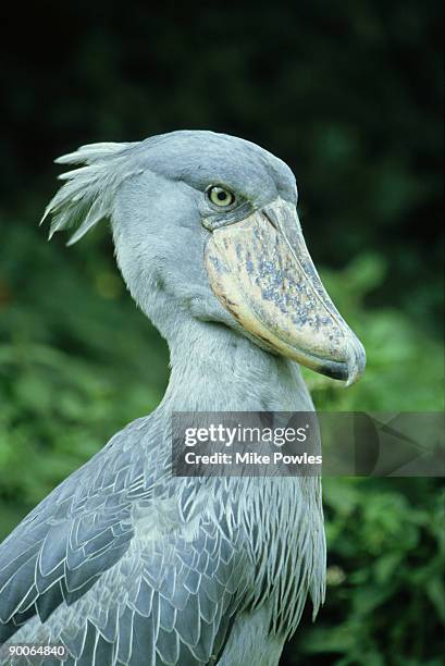 shoebill, balaniceps rex, in habitat, uganda - ugly bird stock pictures, royalty-free photos & images