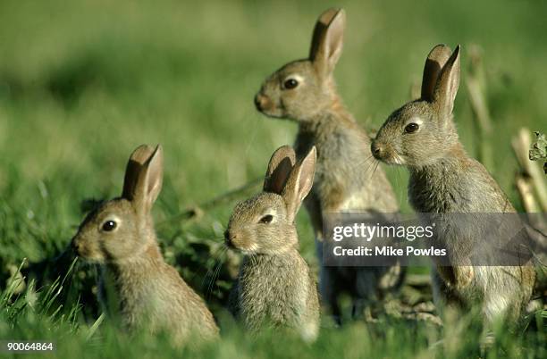 Four Rabbits Photos and Premium High Res Pictures - Getty Images
