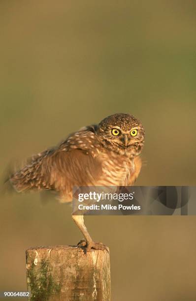 burrowing owl: speotyto cunicularia  brazil - ruffling stock pictures, royalty-free photos & images