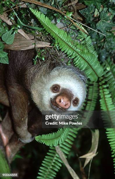 hoffmans two-toed sloth: choloepus hoffmanni  costa rica - hoffmans two toed sloth stock-fotos und bilder