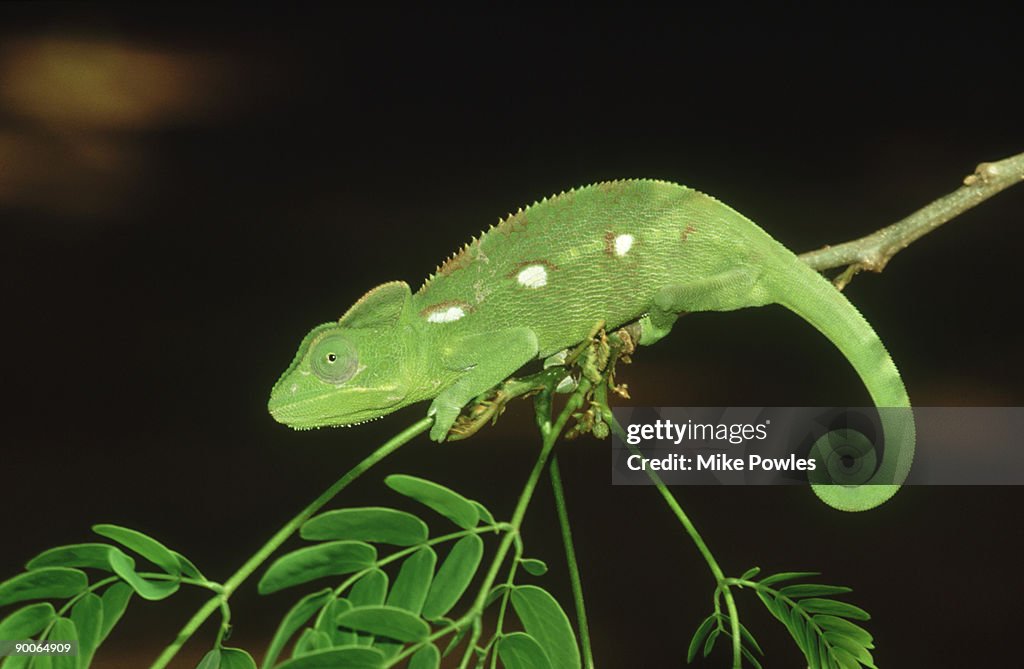 Oustalets chameleon: furcifer oustaleti madagascar