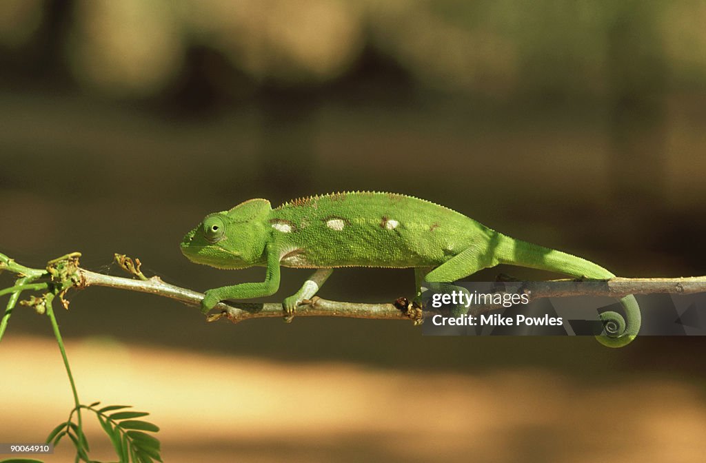 Oustalets chameleon: furcifer oustaleti madagascar