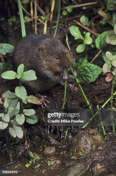 water vole arvicola terrestris by water eating mares tail norfolk, uk - arvicola stock pictures, royalty-free photos & images