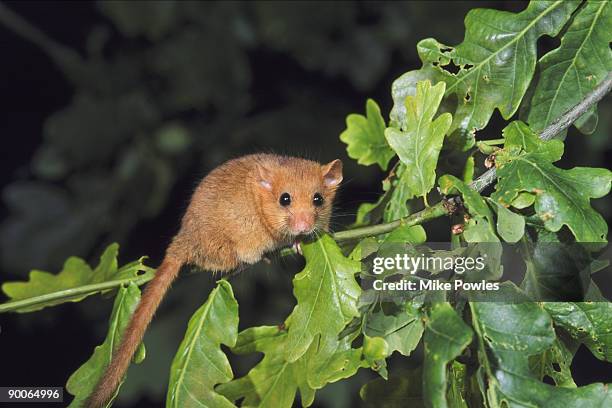 common dormouse muscardinus avellanarius male on oak norfolk, uk - live oak stock pictures, royalty-free photos & images