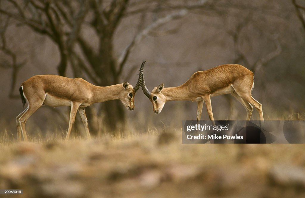 Chinkara, Gazella gazella bennetti, two animals, Ranthambhore, India
