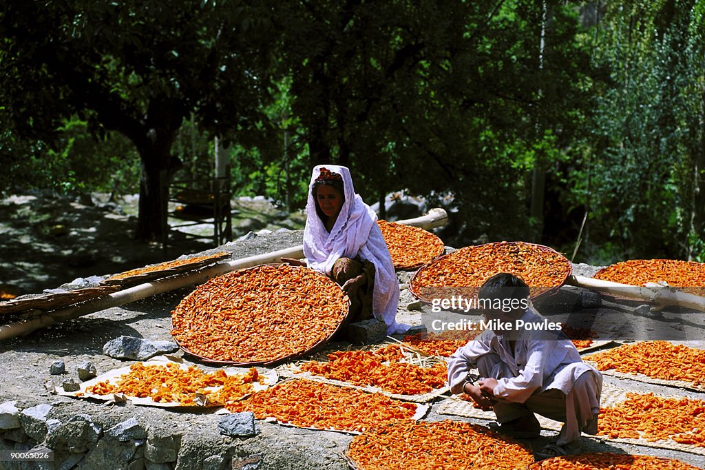 Hunza woman with apricot harvest hunza valley, pakistan