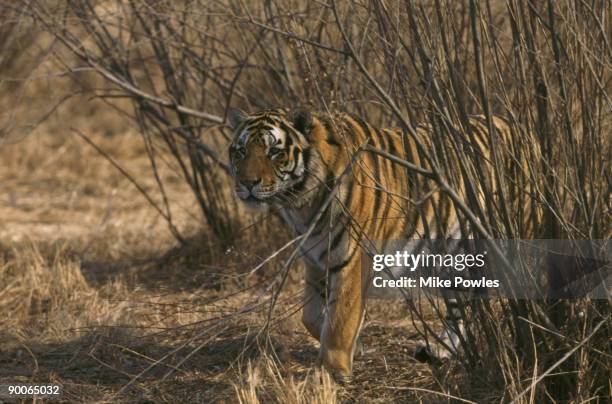 siberian tiger panthera tigris china - tiger camouflage stock pictures, royalty-free photos & images