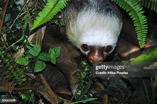 hoffmans two-toed sloth - hoffmans two toed sloth stock pictures, royalty-free photos & images