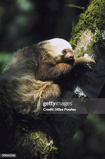 hoffmans two-toed sloth - hoffmans two toed sloth stock pictures, royalty-free photos & images