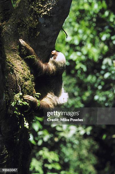 hoffmans two-toed sloth - hoffmans two toed sloth stock pictures, royalty-free photos & images