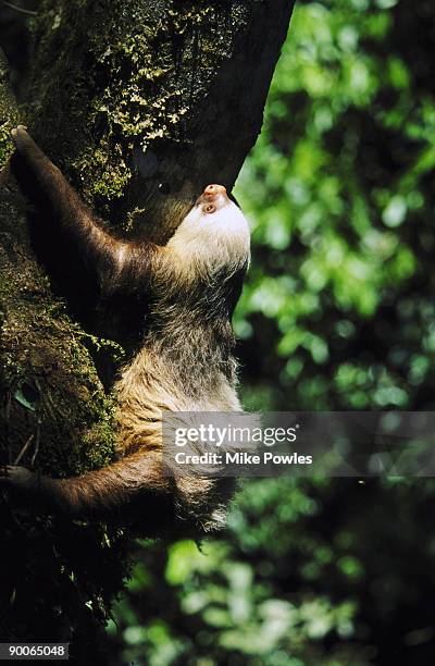 hoffmans two-toed sloth - hoffmans two toed sloth stock pictures, royalty-free photos & images