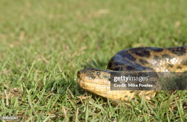 yellow anaconda, eunectes notaeus, brazil - anaconda snake stock pictures, royalty-free photos & images