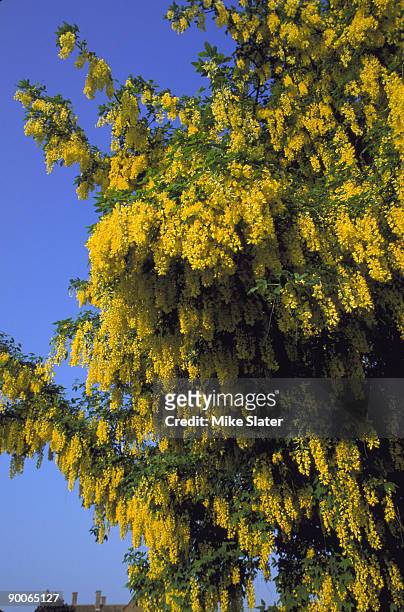 laburnum laburnum anagyroides - laburnum anagyroides stock pictures, royalty-free photos & images
