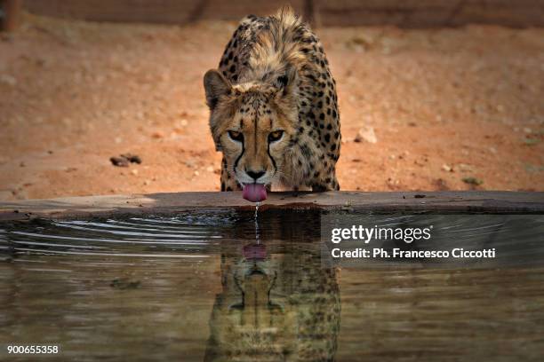 ghepardi in namibia - dead vlei namibia stock-fotos und bilder