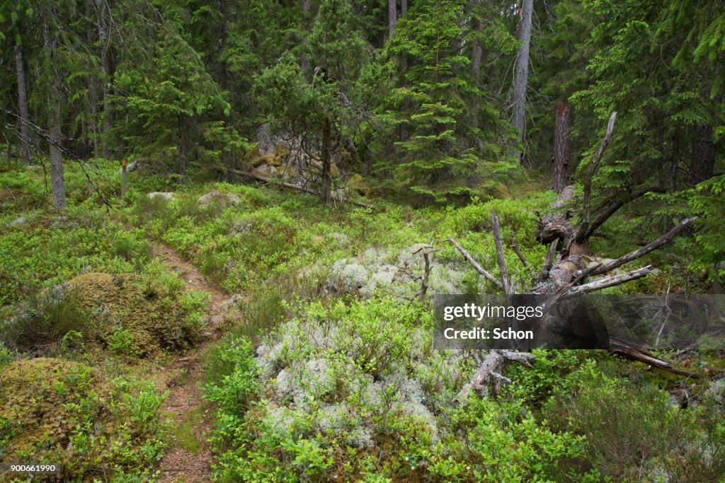 Naturskog i södra Sverige