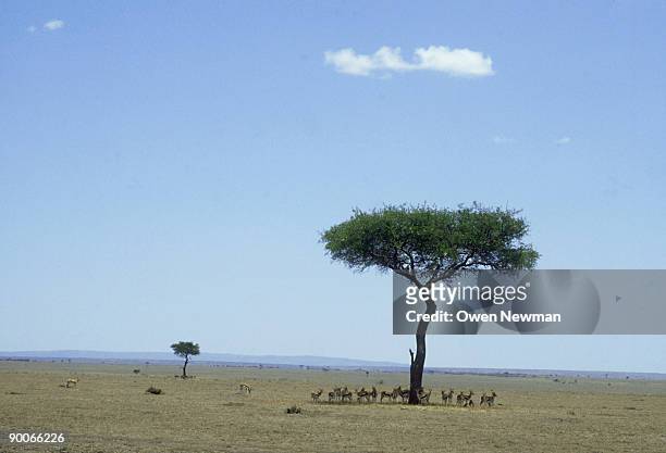 thomsons gazelle: gazella thomsoni  resting in shade  masai mara, kenya - kenya newman stock-fotos und bilder