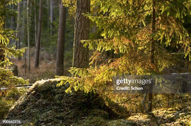 solbelyst gran i skog i södra sverige - skog - fotografias e filmes do acervo