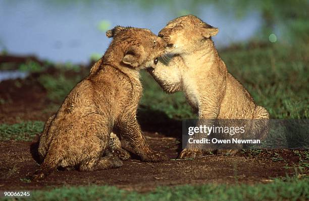 lion: panthera leo  cubs playing  masai mara, kenya - kenya newman stock-fotos und bilder