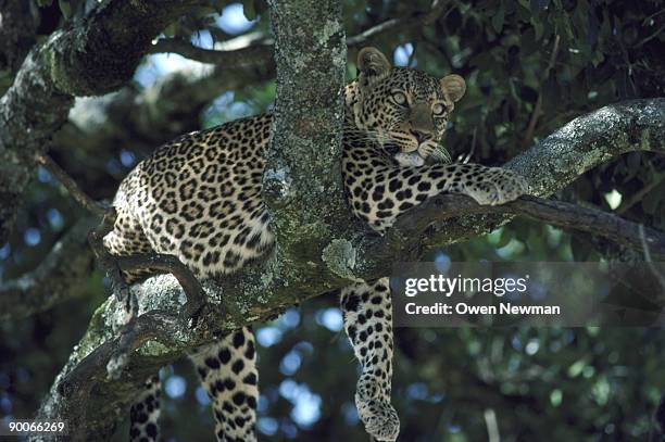 leopard panthera pardus in tree masai mara, kenya - kenya newman stock-fotos und bilder