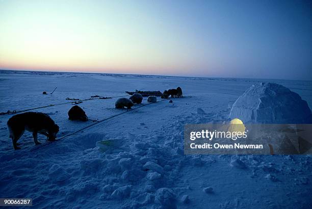 dogs and igloo, night time, holman, nwt, canada - igloo isolated stock pictures, royalty-free photos & images