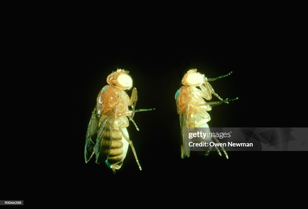 Fruit flies, drosophila melanogaster, white-miniature-forked