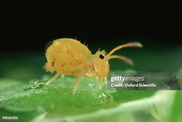 water springtail: sminthurides aquaticus  lives on the surfa ce of ponds - collembola stock pictures, royalty-free photos & images