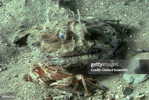 anglerfish: lophius piscatorius  devon u.k. - hidden danger stock pictures, royalty-free photos & images