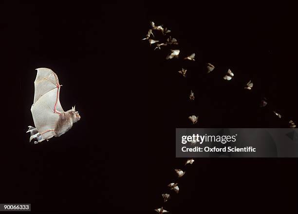 greater horseshoe bat: rhinolophus ferrum-equinum  chasing m oth - mariposa nocturna fotografías e imágenes de stock