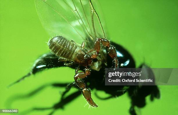 pseudoscorpion: hitch-hiking on fly - pseudoscorpion stock pictures, royalty-free photos & images