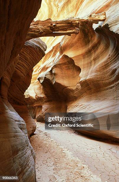 buckskin gulch, treestump trapped by flood waters, paria canyon wilderness, utah - slickrock trail stock pictures, royalty-free photos & images