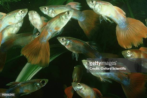 guppy: poecilia reticulata - guppy fish stock pictures, royalty-free photos & images
