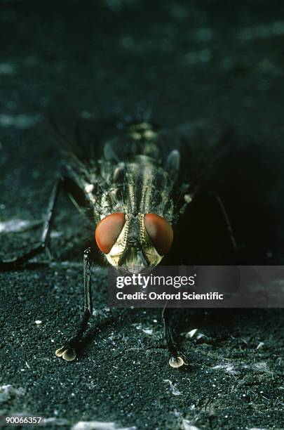 flesh fly: sarcophaga carnaria  fluid droplet held by mouth parts for external digestion - external digestion stock pictures, royalty-free photos & images