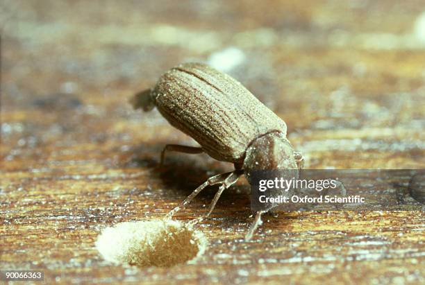 woodworm/furniture beetle: anobium punctatum - anobium punctatum foto e immagini stock
