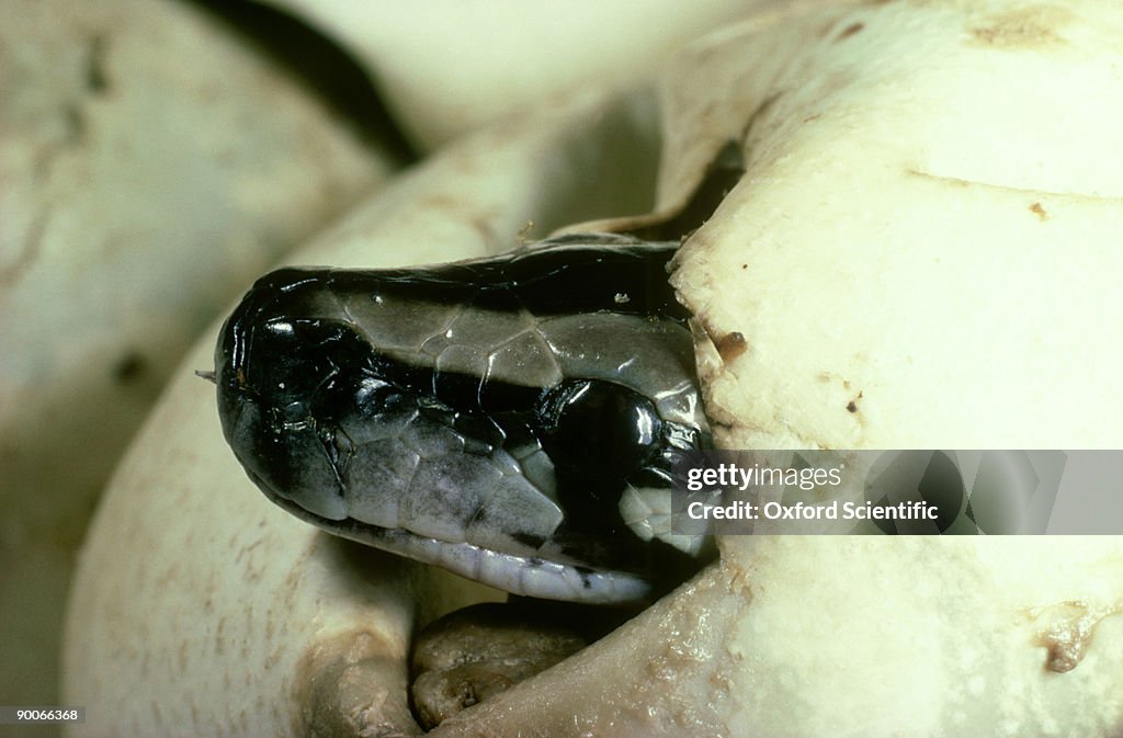 Python: python sp. hatching (note egg tooth)