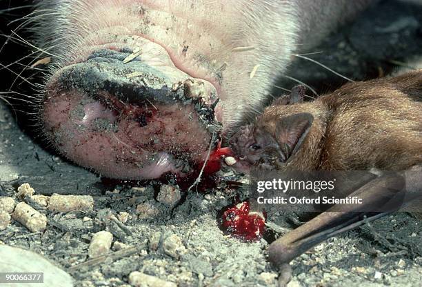 great vampire bat: desmodus rotundus  feeding off sow  venez uela - animal nose stockfoto's en -beelden