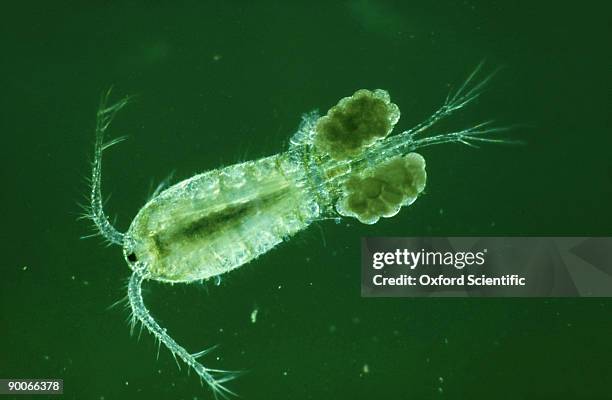 cyclops, cyclops sp. with egg sacs, freshwater - copépode imagens e fotografias de stock