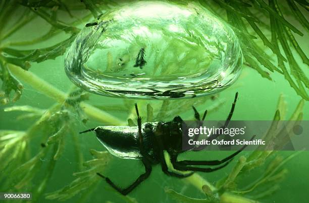water spider: argyroneta aquatica  with air bell  oxon, u.k - argyroneta aquatica stock pictures, royalty-free photos & images