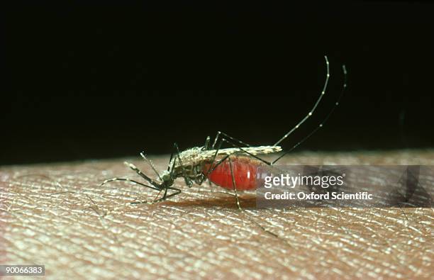 mosquito: anopheles gambiae  female feeding. vector of malar ia. africa - female animal stock pictures, royalty-free photos & images