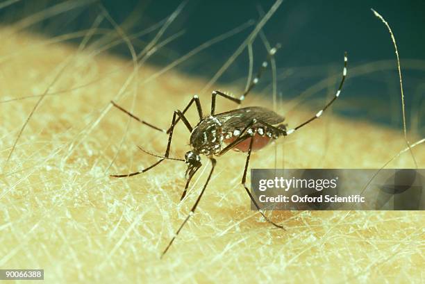 yellow fever mosquito: aedes aegypti feeding on man. mosqui tos body swollen with blood. - succhiare il sangue foto e immagini stock